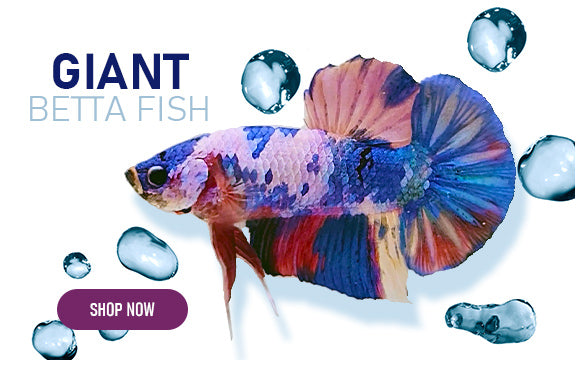 giant betta fish