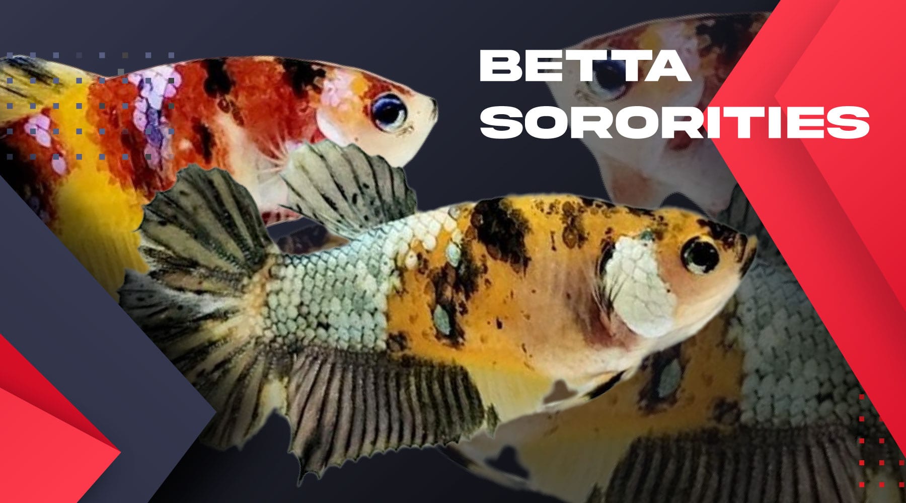 Betta Fish for Sale Buy Betta Fish Online — JV Betta