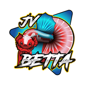 Betta Fish for Sale | Buy Betta Fish Online — JV Betta