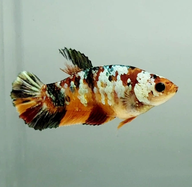 Red Copper Koi Female Betta Fish RC-1237
