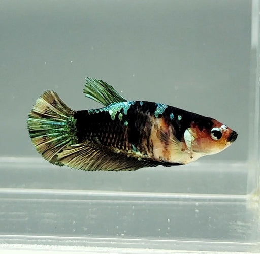 Black Copper Koi Female Betta Fish RC-1237