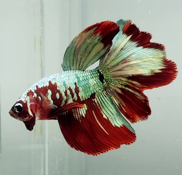 Red Copper Koi Male Betta Fish HM-1239