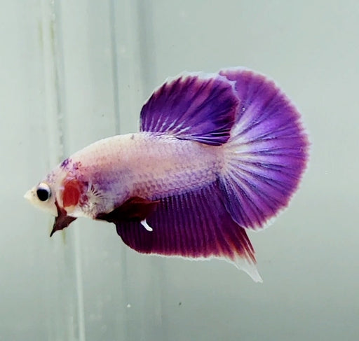 Pinky Purple Male Betta Fish PP-1240