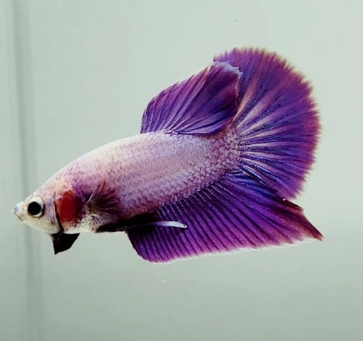 Pinky Purple Male Betta Fish PP-1241
