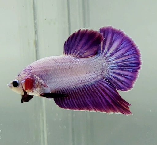 Pinky Purple Male Betta Fish PP-1242