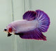 Pinky Purple Male Betta Fish PP-1242