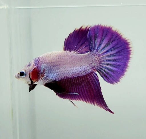 Pinky Purple Betta Fish PP-1249