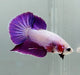 Pinky Purple Betta Fish PP-1251