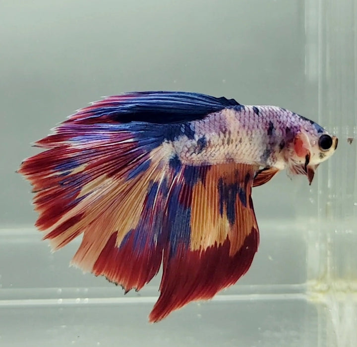 Half Moon Betta Fish HM-1256