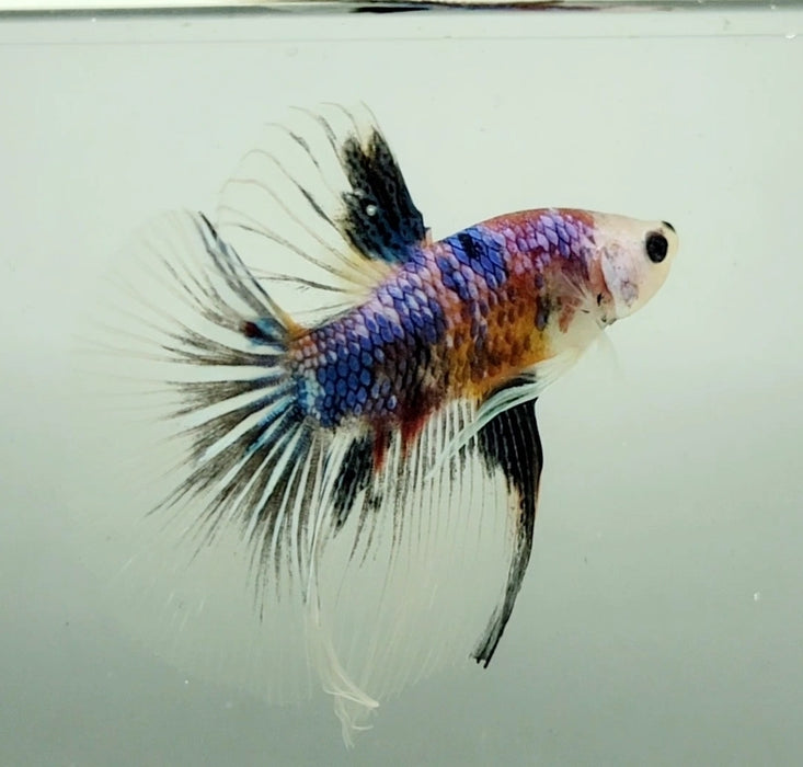 Half Moon Betta Fish HM-1269