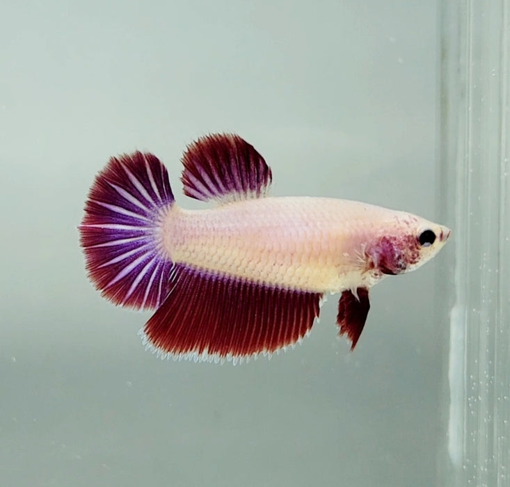 Pink Halfmoon Feathertail Female Betta Fish HM-1287