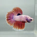 Pink Halfmoon Feathertail Male Betta Fish HM-1288