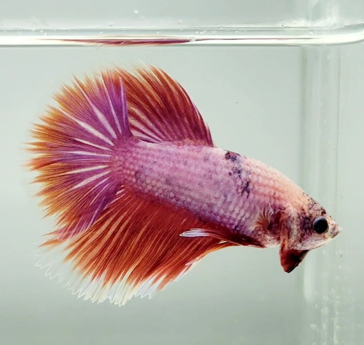 Pink Halfmoon Feathertail Male Betta Fish HM-1291
