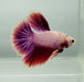 Pink Halfmoon Feathertail Male Betta Fish HM-1292