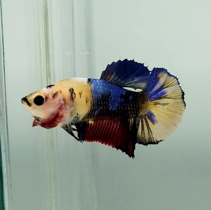 Galaxy Koi Female Betta Fish GK-1326