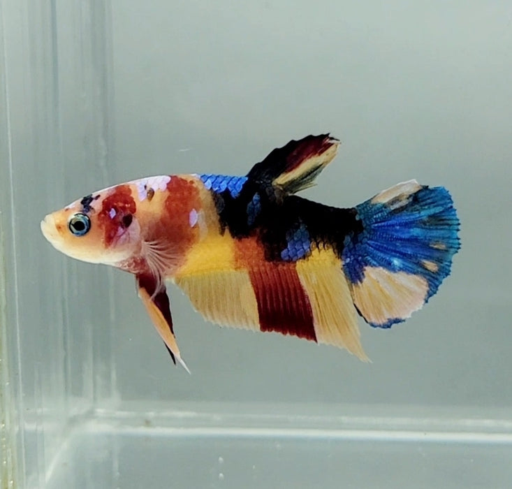 Galaxy Koi Female Betta Fish GK-1327