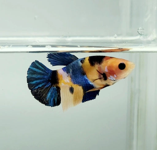 Galaxy Koi Female Betta Fish GK-1328