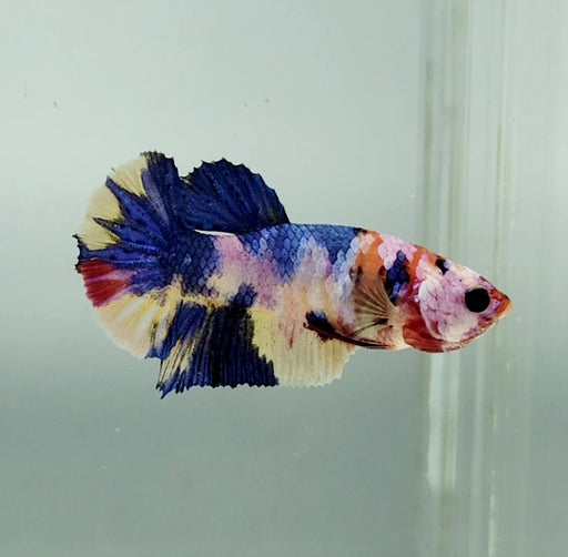 Galaxy Koi Female Betta Fish GK-1329
