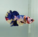Galaxy Koi Female Betta Fish GK-1329