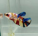 Galaxy Koi Female Betta Fish GK-1330