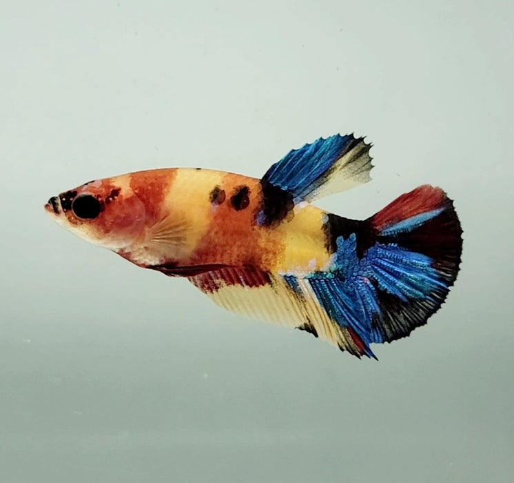 Galaxy Koi Female Betta Fish GK-1334