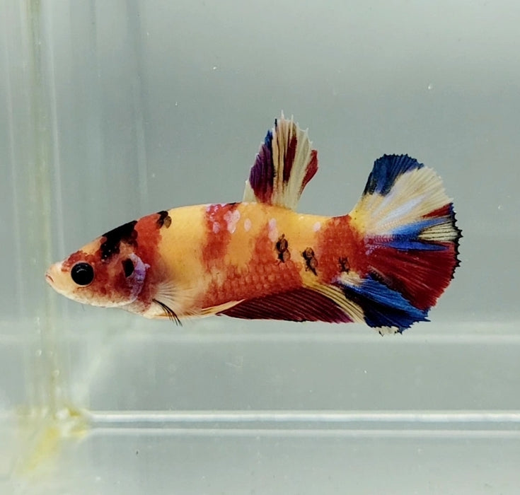 Galaxy Koi Female Betta Fish GK-1335