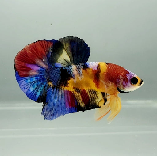 Galaxy Koi Male Betta Fish GK-1327