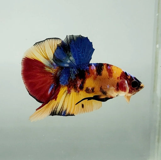 Galaxy Koi Male Betta Fish GK-1328