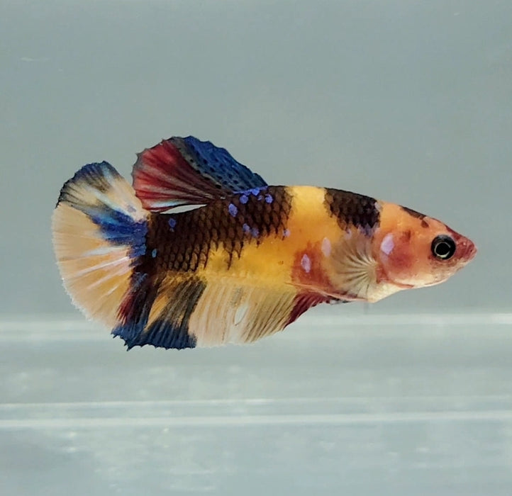 Galaxy Koi Female Betta Fish GK-1340