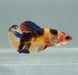 Galaxy Koi Female Betta Fish GK-1340