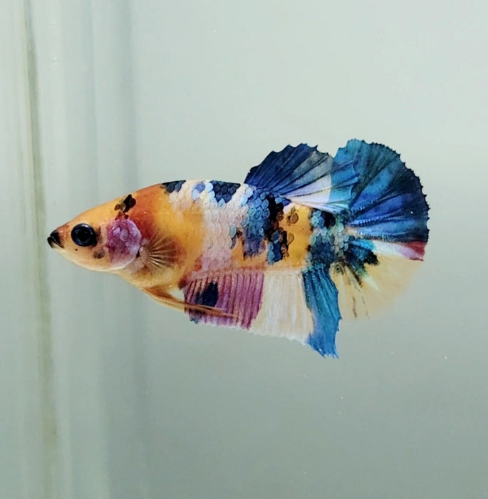 Galaxy Koi Female Betta Fish GK-1341