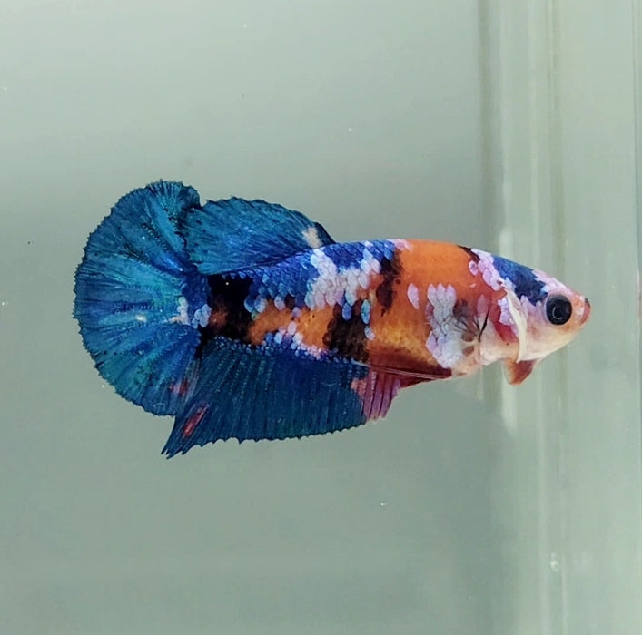 Galaxy Koi Female Betta Fish GK-1342