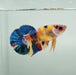Galaxy Koi Female Betta Fish GK-1343