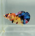 Galaxy Koi Female Betta Fish GK-1344