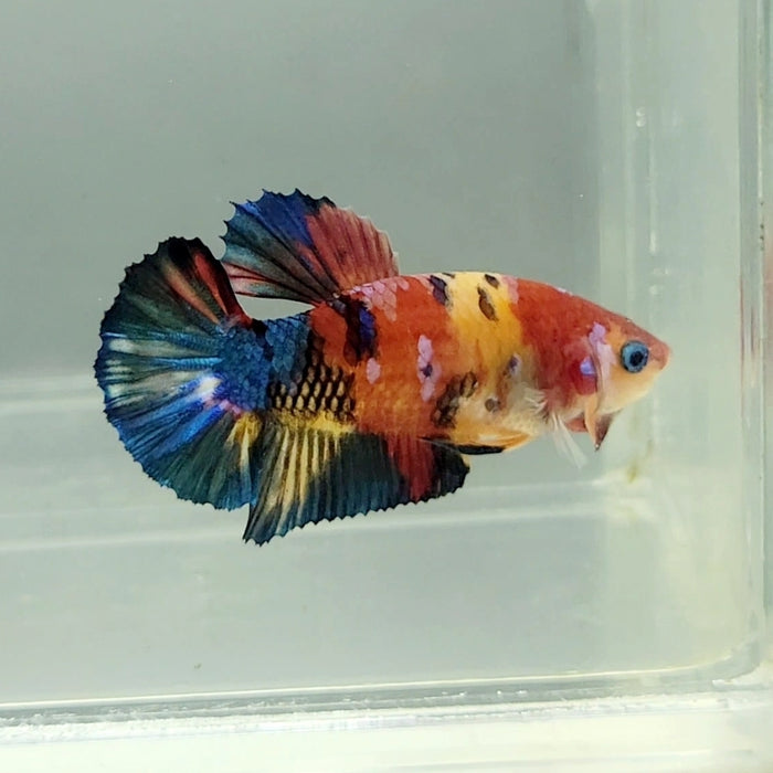 Galaxy Koi Female Betta Fish GK-1345