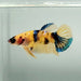 Galaxy Koi Female Betta Fish GK-1346