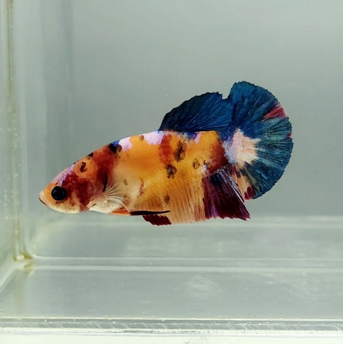 Galaxy Koi Female Betta Fish GK-1347