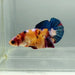Galaxy Koi Female Betta Fish GK-1347