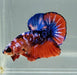 Galaxy Koi Male Betta Fish GK-1351