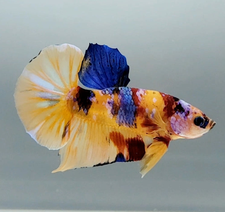 Galaxy Koi Male Betta Fish GK-1352