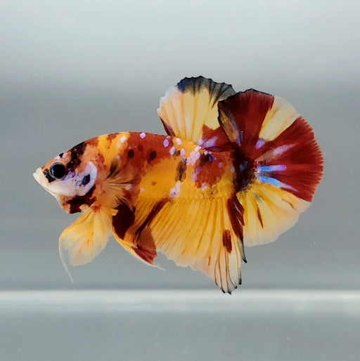 Galaxy Koi Male Betta Fish GK-1354