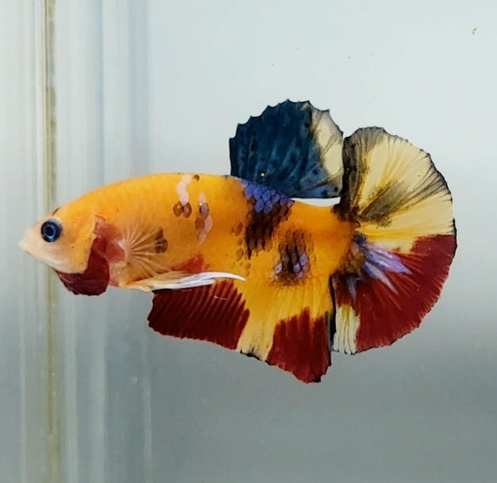 Galaxy Koi Male Betta Fish GK-1356