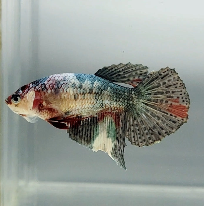 Red Copper Koi Halfmoon Female Betta Fish GK-1359