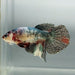 Red Copper Koi Halfmoon Female Betta Fish GK-1359