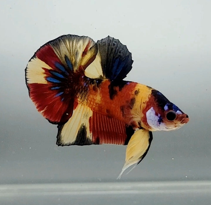 Galaxy Koi Male Betta Fish GK-1360