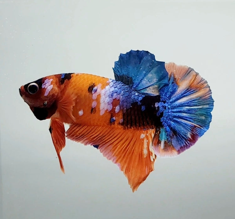 Galaxy Koi Male Betta Fish GK-1386