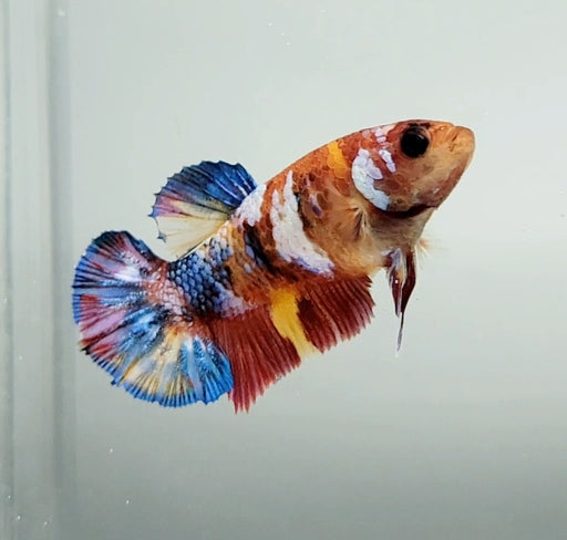 Galaxy Koi Female Betta Fish GK-1387