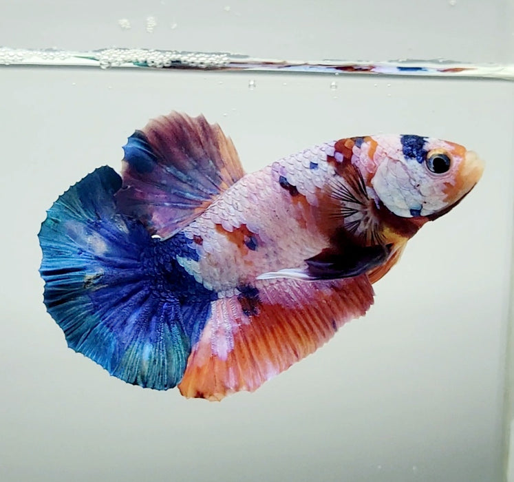 Galaxy Koi Male Betta Fish GK-1388