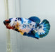 Galaxy Koi Female Betta Fish GK-1389