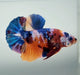Galaxy Koi Male Betta Fish GK-1408